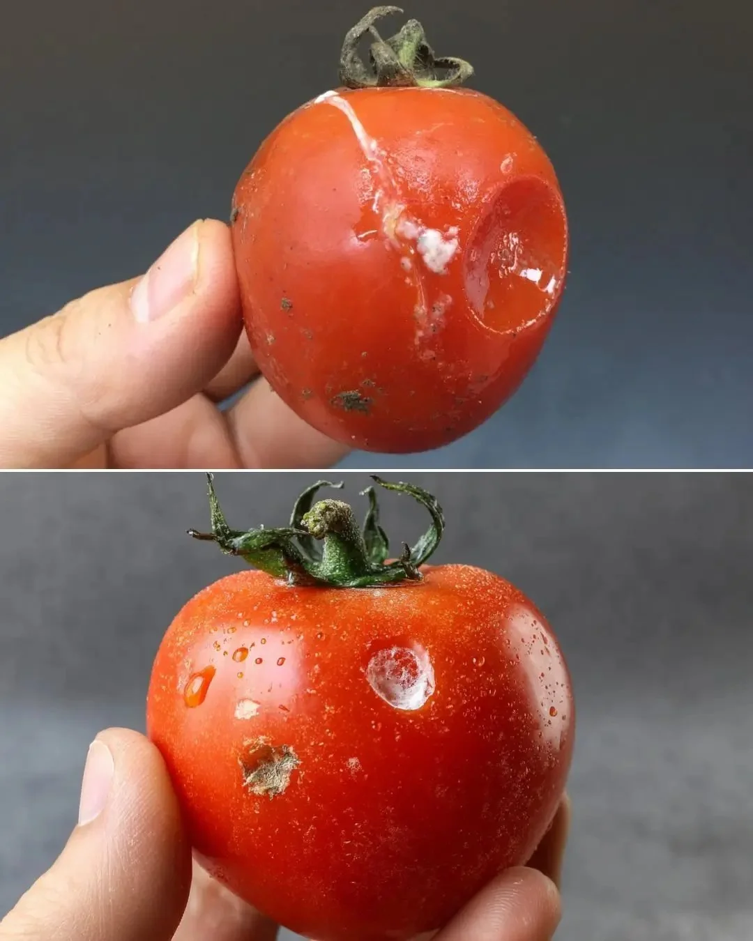 Gerichte aus überreifen Tomaten zubereiten und genießen
